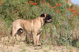 BULLMASTIFF 221